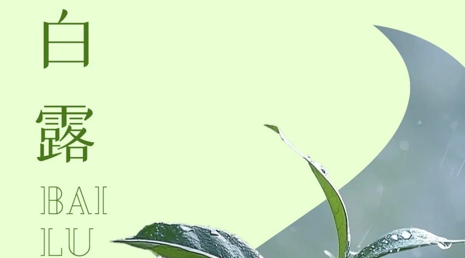 派得宠物