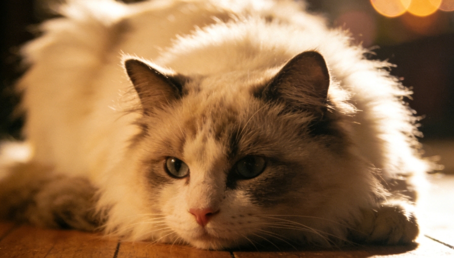 尾部轻语：科学解读猫咪舔舐行为的健康密码与温柔守护