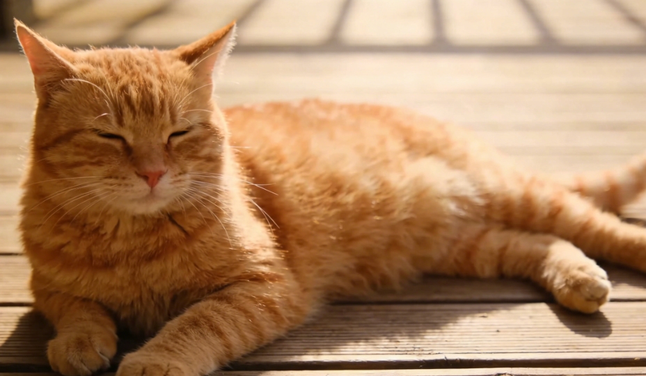 它也在选你：当猫咪用尾巴投下信任一票